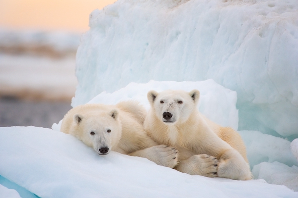 Disney Plus Review: Polar Bear Is a Thrilling Look at Survival in the Arctic!